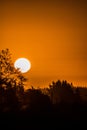 Vertical shot of the setting sun in the golden sky behind the silhouettes of trees