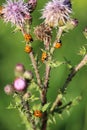 Vertical shot of several ladybugs on a stubby thistle flower