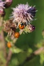 Vertical shot of several ladybugs on a stubby thistle flower