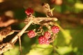 Vertical shot of several raspberries growing on a branch