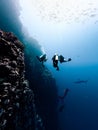 Vertical shot of sharks and scuba divers swimming underwater