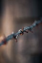 Vertical shot of a sharp and dangerous barbed wire fence in a blurred background