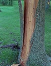 Vertical shot of shattered tree bark in a garden