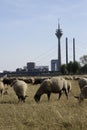 Vertical shot of sheep grazing in front of the Rheinturm tower in Germany Royalty Free Stock Photo