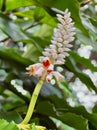 Vertical shot of a shell ginger flower in the green rainforest Royalty Free Stock Photo