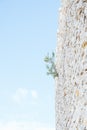 Vertical shot of a shrub growing on a castle wall. Concept of survival, overcoming. Image with copy space