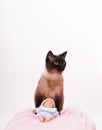 Vertical shot of a siamese cat and a toy on a pink baby towel on white background Royalty Free Stock Photo