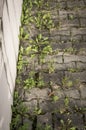 Vertical shot of sidewalk with green weeds next to a barrier Royalty Free Stock Photo