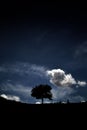 Vertical shot of a silhouette of a single tree during a cloudy day