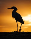 Vertical shot of a silhouette of a snowy egret bird perched on field at sunset Royalty Free Stock Photo
