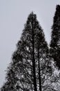 Vertical shot of a silhouette of a tree against a cloudy sky. Royalty Free Stock Photo