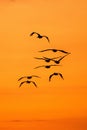 Vertical shot of silhouettes of birds flying in the yellow sky