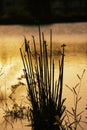 Vertical shot of the silhouettes of grass in a lake during a bright golden sunset