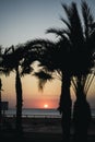 Vertical shot of silhouettes of palms on the coast of the sea at sunset