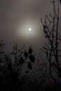 Vertical shot of a the silhouettes of tree branches against the moon in the dark sky