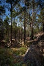 Vertical shot of silhouettes of trees with rocks around in the middle of the woods