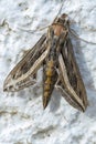 Vertical shot of a silver-striped vine hawk-moth standing on a white wall in bright sunlight
