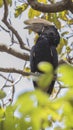 Vertical Shot of Silvery-cheeked Hornbill