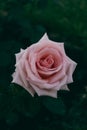 Vertical shot of a Single Artisian Rose from a Rose Garden