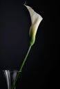 Vertical shot of a single Arum-lily in a glass vase against a black background
