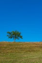 Vertical shot of a single lonely tree on a field under the clear blue sky during daylight Royalty Free Stock Photo