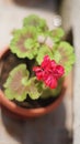 Vertical shot of a single red Geranium planted in a flower pot on a background of green leaves Royalty Free Stock Photo