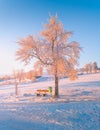 Vertical shot of a single snow covered tree in park next to a wooden bench Royalty Free Stock Photo