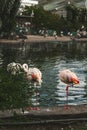 Vertical shot of sleeping flamingos near lake