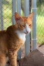 Vertical shot of a sleepy ginger cat at a barn