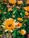 Vertical shot of a small bee pollinating an orange flower Royalty Free Stock Photo