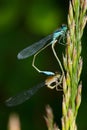 Vertical shot of a small bluetail and a dragonfly looking for a shelter