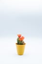 Vertical shot of small cactus plant with orange flower in a yellow pot, isolated over white background with copy space Royalty Free Stock Photo