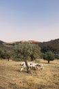 Vertical shot of a small flock of sheep grazing beside a tree at a farm Royalty Free Stock Photo