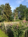 Vertical shot of a small herb garden with an old wooden fence in a small farm Royalty Free Stock Photo