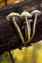 Vertical shot of small mushrooms growing on wood in a forest of chestnut trees Royalty Free Stock Photo