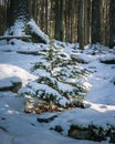 Vertical shot of a small pine tree in a forest covered with snow in winter Royalty Free Stock Photo