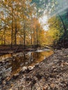 Vertical shot of a small rain pond surrounded by trees