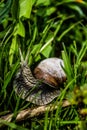 Vertical shot of a small snail surrounded by green grass in a garden in daylight Royalty Free Stock Photo