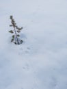 Vertical shot of a small spruce growing in the snow and the traces of a rabbit on the ground