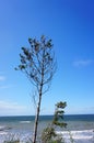 Vertical shot of a small tree in front of the coast in Ustronie Morskie, Poland Royalty Free Stock Photo