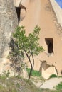 Small tree growing in front of cave church in Cappadocia Royalty Free Stock Photo