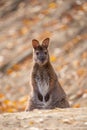 Vertical shot of a small wallaby in the autumn forest