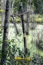 Vertical shot of a small wooden electric tower and thin trees in the river