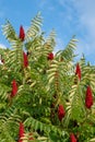 Vertical shot of a Smooth sumac plant on blue sky background