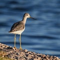 Vertical shot of a snail bird on a bay