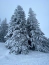 Vertical shot of snow blanketed pine trees on a winter mountainside