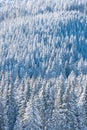 Vertical shot of a snowy mountainous forest