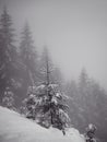 Vertical shot of the snowy pine forest in Viscaya, Spai Royalty Free Stock Photo