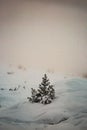 Vertical shot of snowy spruce trees growing on a mountain slope under a cloudy sky Royalty Free Stock Photo