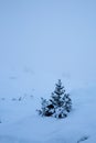 Vertical shot of snowy spruce trees growing on a mountain slope under a cloudy sky Royalty Free Stock Photo